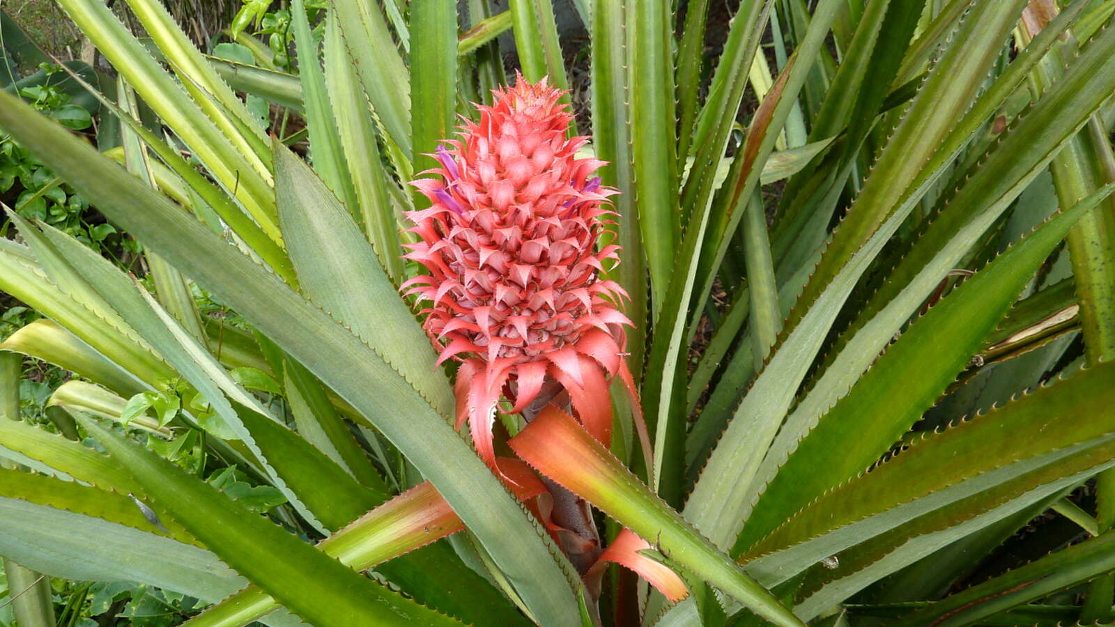 Image of Ananas macrodontes É. Morren