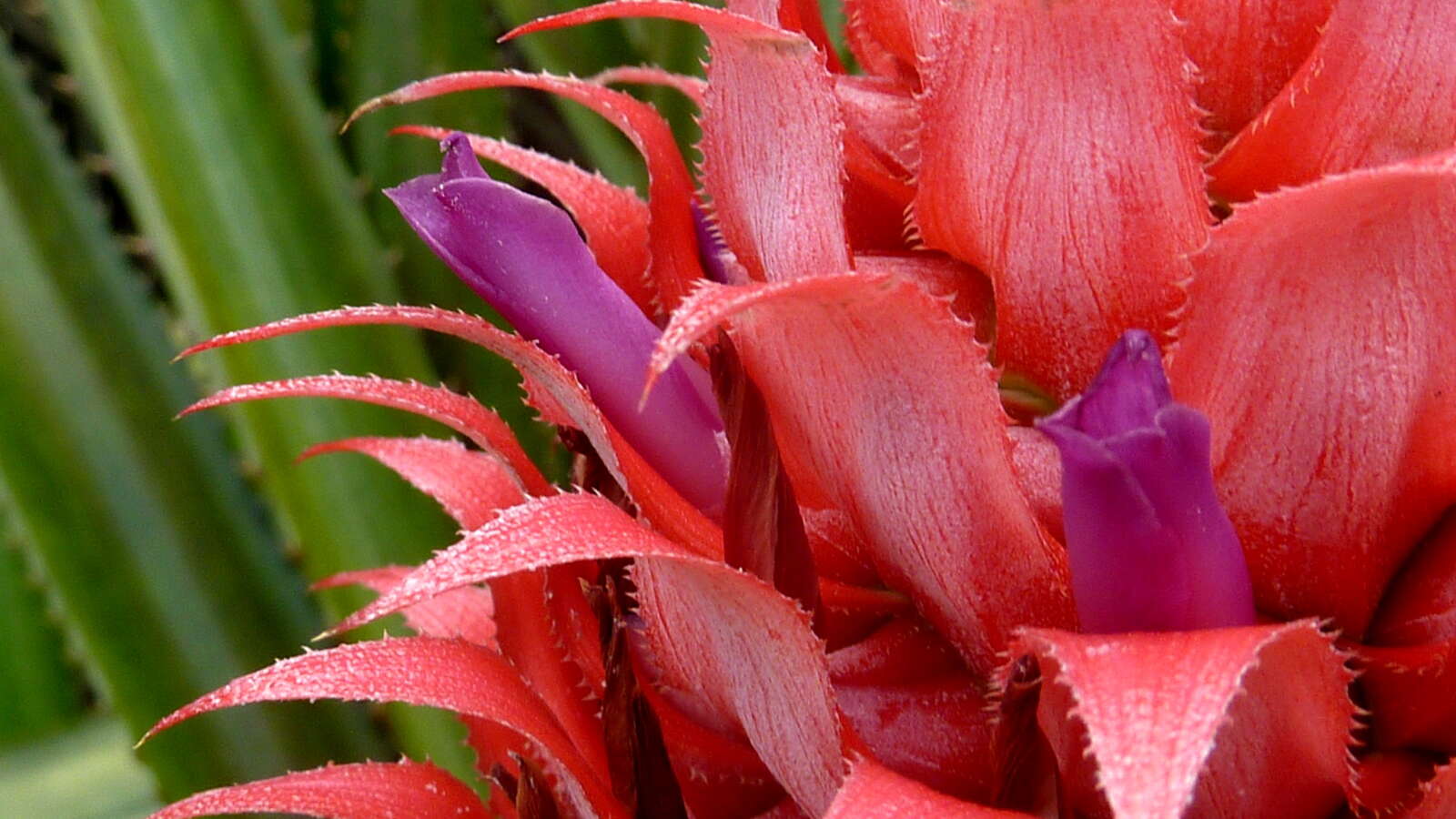 Imagem de Ananas macrodontes É. Morren