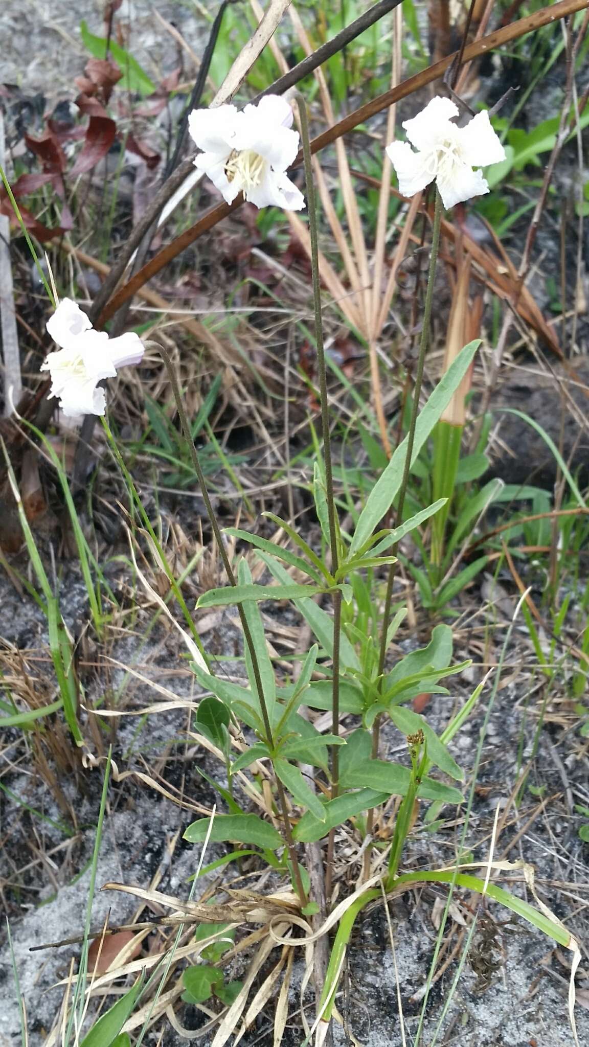 Image of Baldwin's Clematis