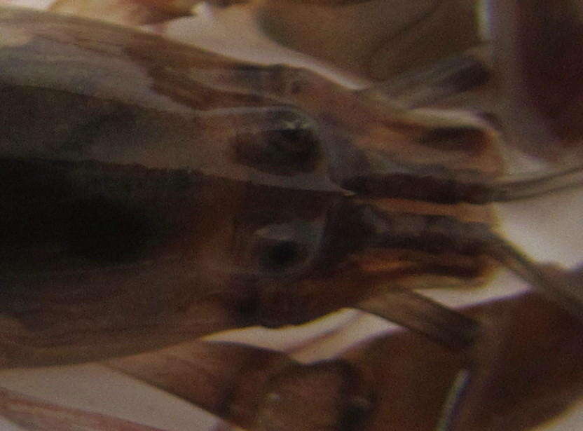 Image of brownbar snapping shrimp