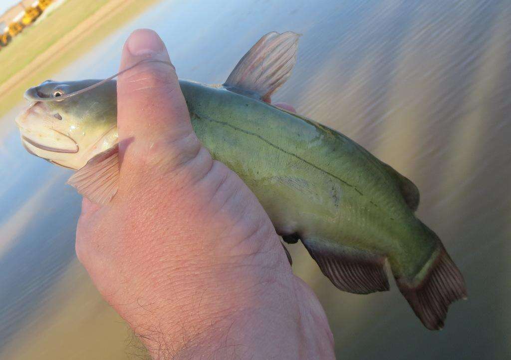 Image of Black Bullhead