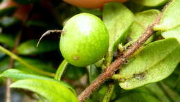 Image of guavaberry