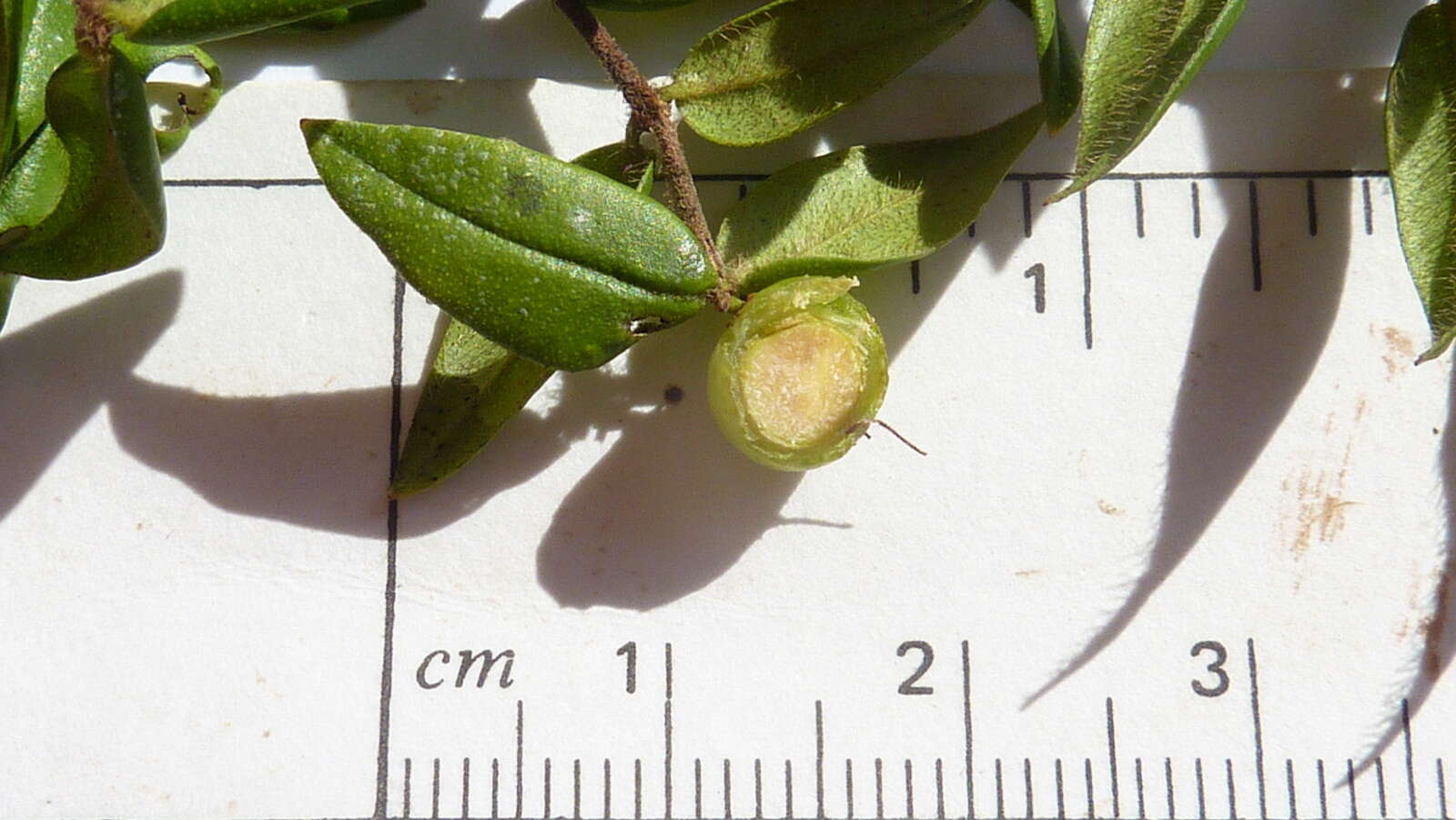 Imagem de Myrciaria floribunda (West ex Willd.) Berg