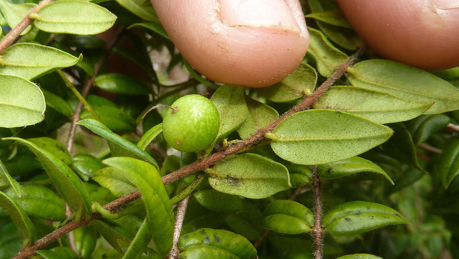 Image of guavaberry