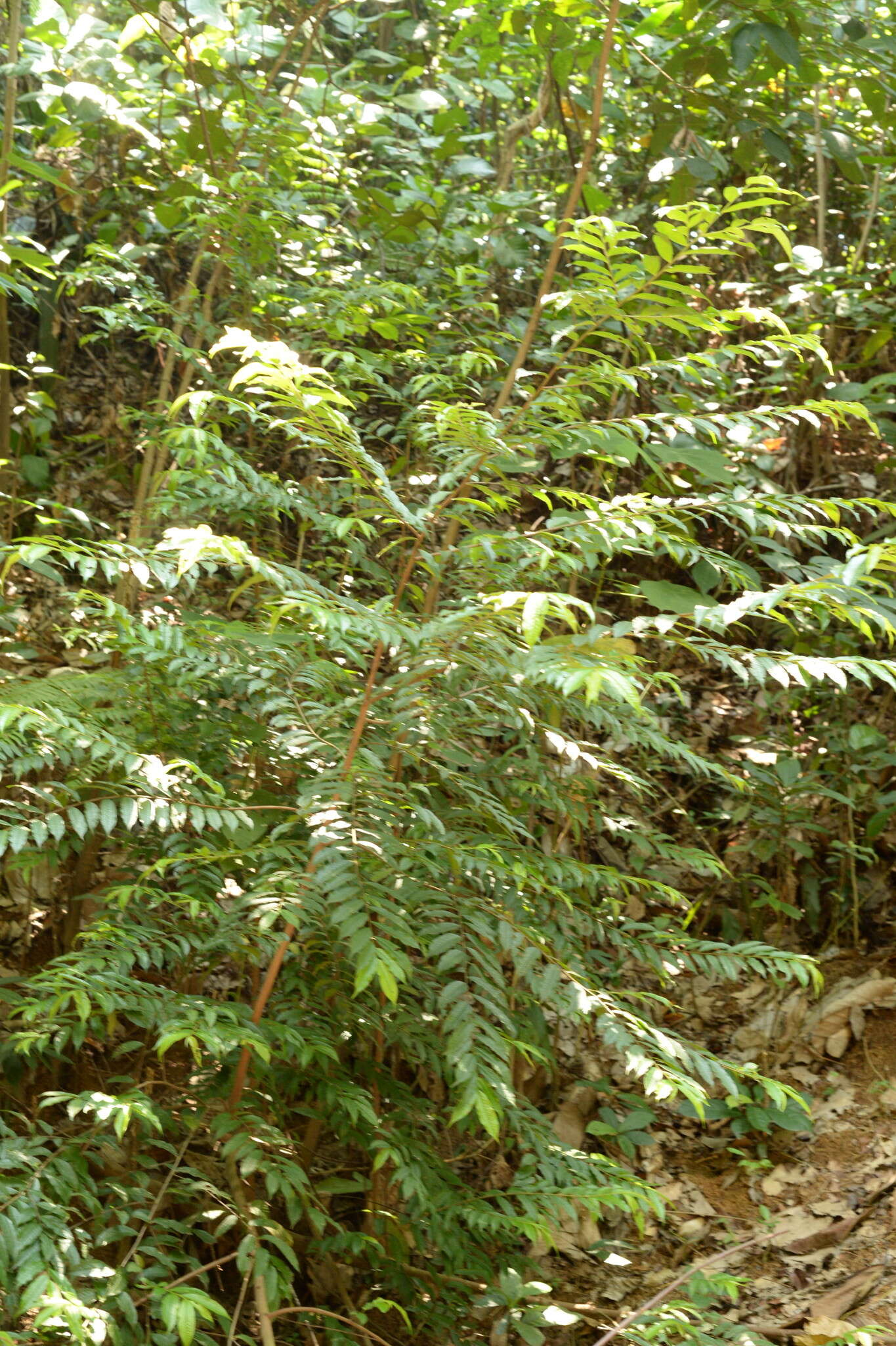 Image of Eurya acuminata DC.