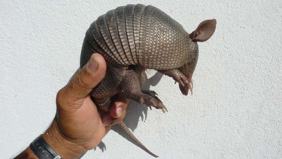 Image of long-nosed armadillos