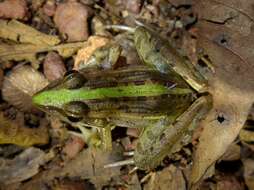 Image of Mascarene Grass Frog