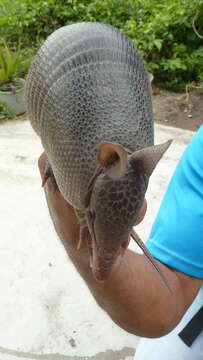 Image of long-nosed armadillos