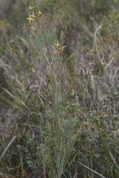 Image of Franklandia fucifolia R. Br.