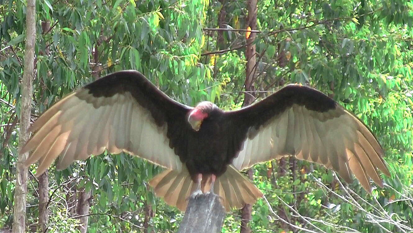 Image of Lesser Yellow-headed Vulture