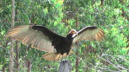Image of Lesser Yellow-headed Vulture