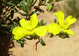 Plancia ëd Hibbertia hypericoides subsp. septentrionalis K. R. Thiele & Cockerton