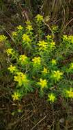 Image of Euphorbia hierosolymitana Boiss.