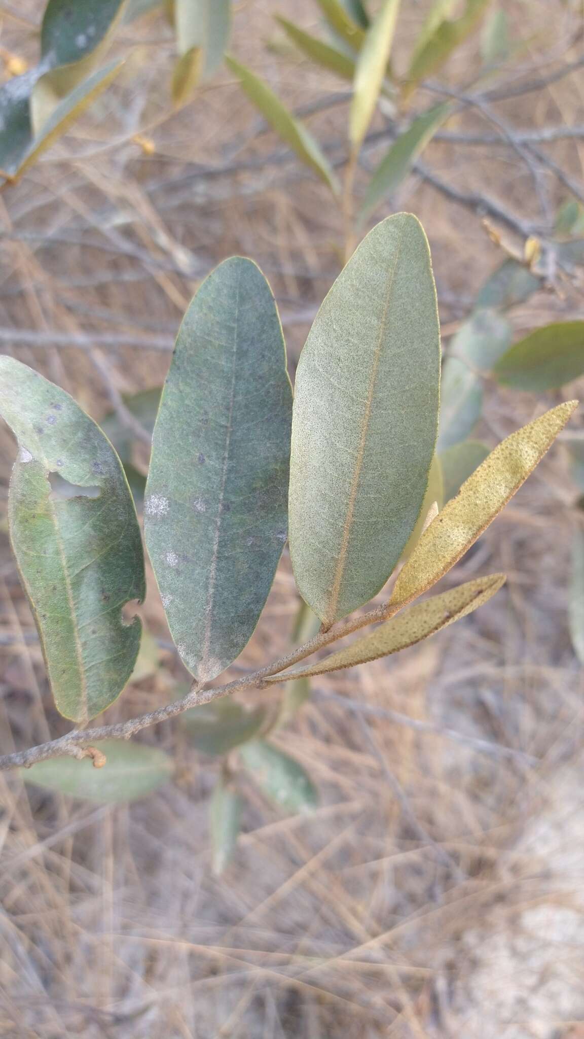 Plancia ëd Duguetia furfuracea (A. St.-Hil.) Saff.