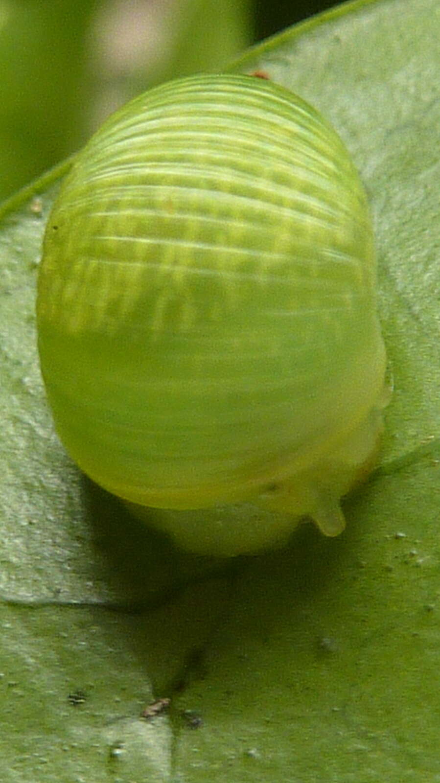 Image of Simpulopsis rufovirens