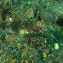 Image of Fan shrimp-goby
