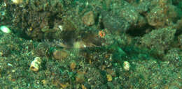 Image of Fan shrimp-goby