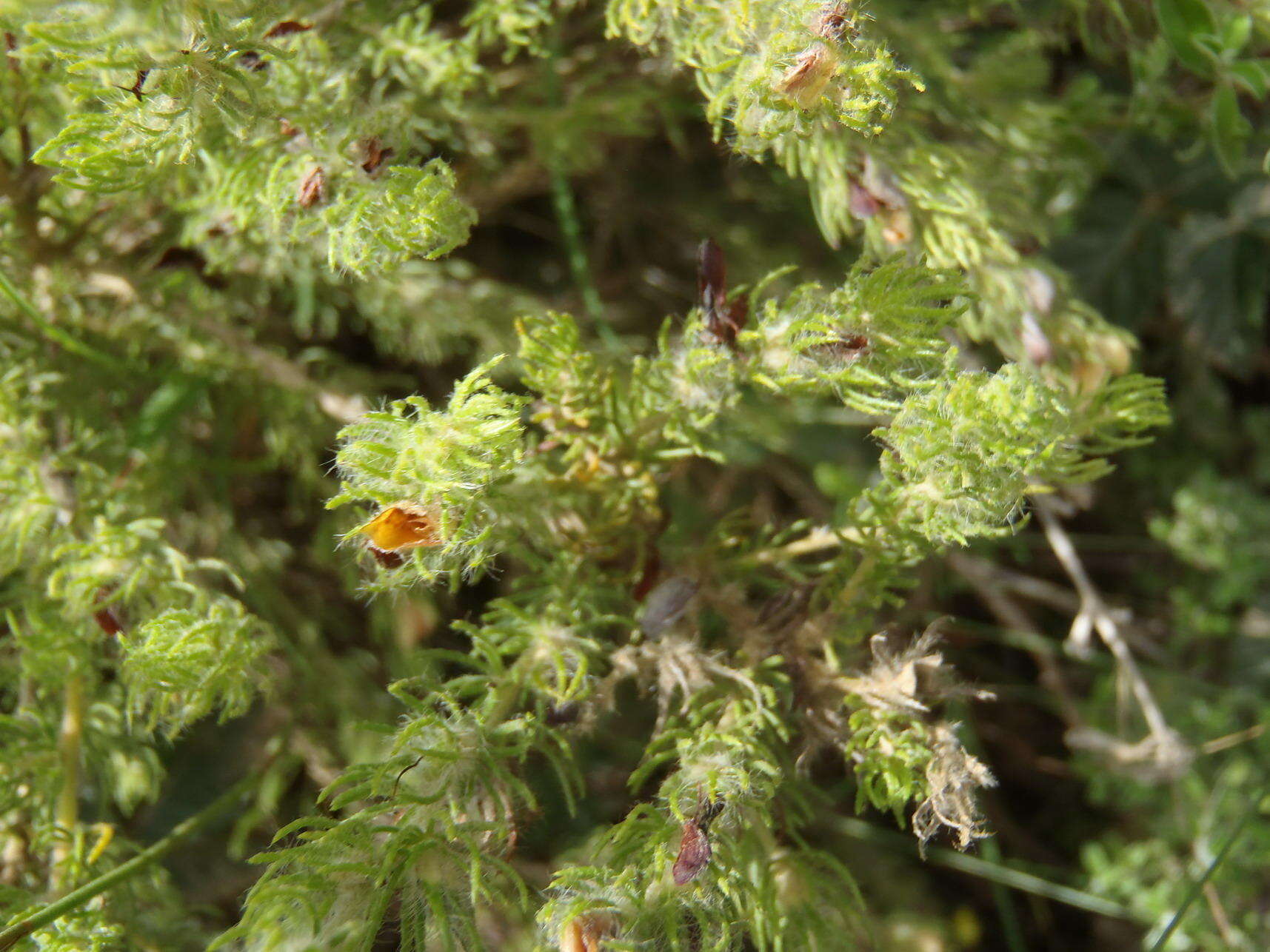 Image of Aspalathus asparagoides subsp. asparagoides