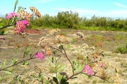 Plancia ëd Tessaria integrifolia var. ambigua (DC.) S. E. Freire