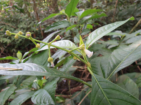 Image of Palicourea caerulea (Ruiz & Pav.) Schult.