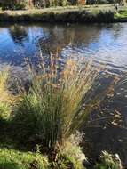 Image of Juncus sarophorus L. A. S. Johnson