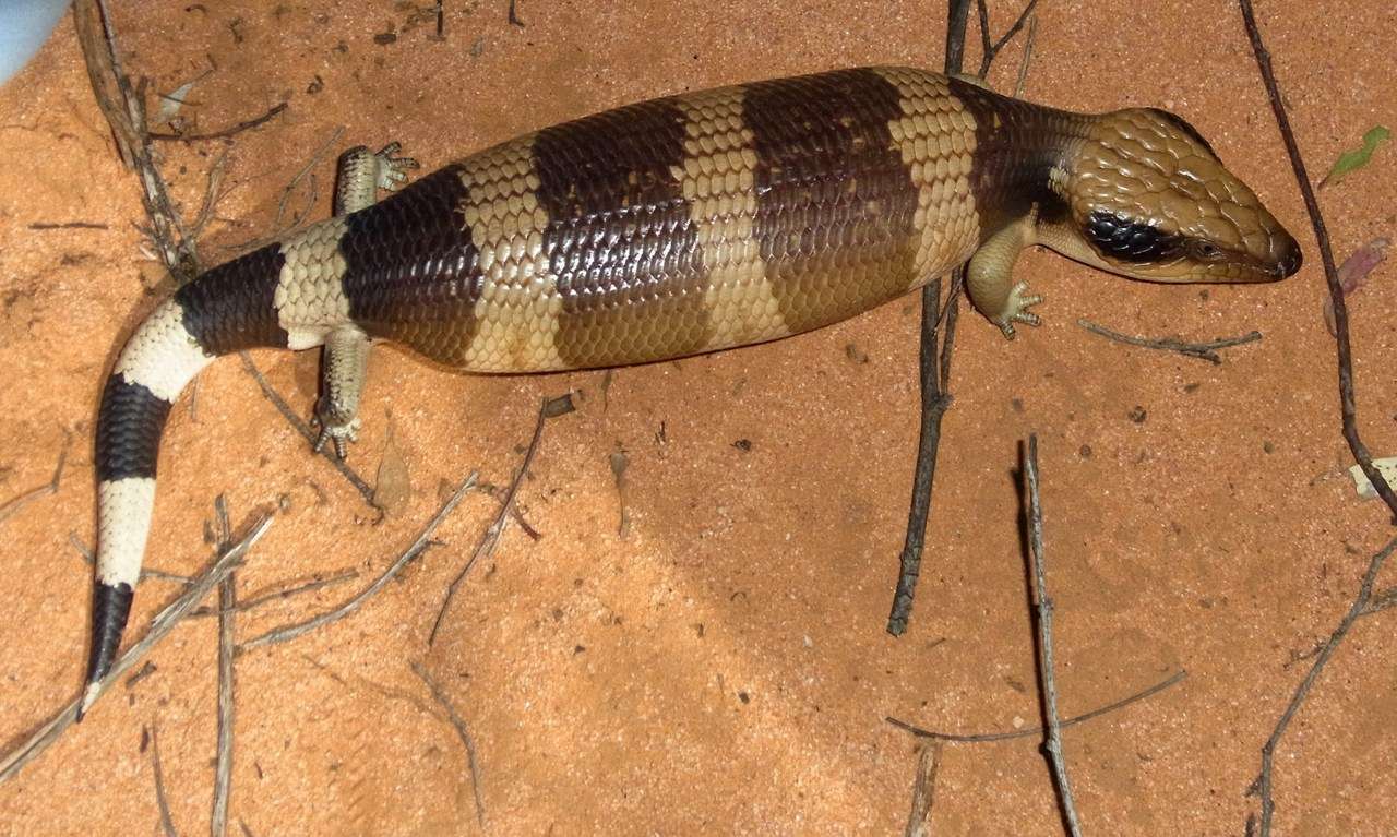 Image of Western blue-tongued lizard