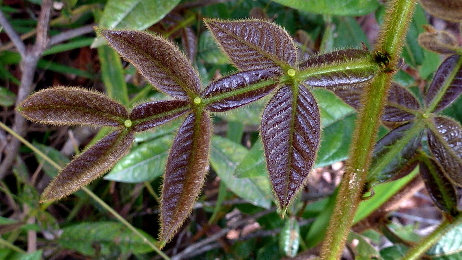 Image of Inga suborbicularis T. D. Penn.