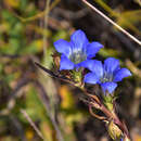 Image of Gentiana manshurica Kitagawa