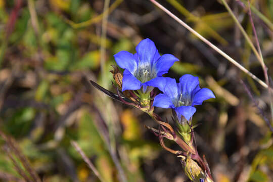 Image of Gentiana manshurica Kitagawa