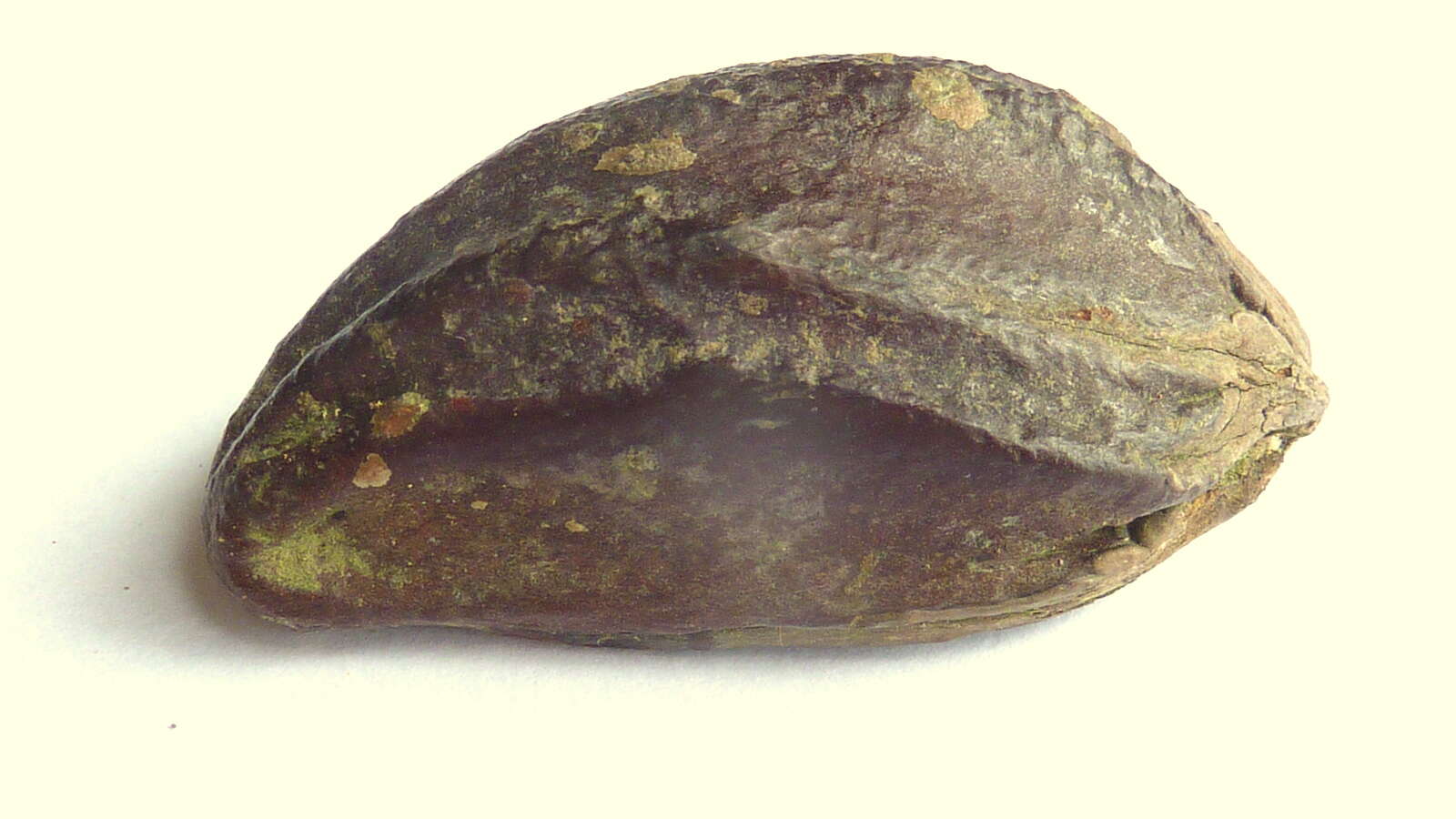 Image of Cream nut