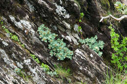 Image de Phedimus subcapitatus (Hayata) S. S. Ying