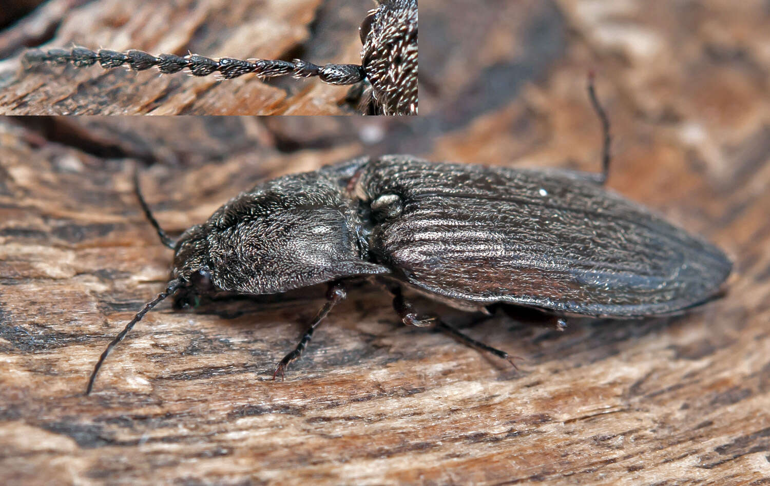 Image de Actenicerus sjaelandicus