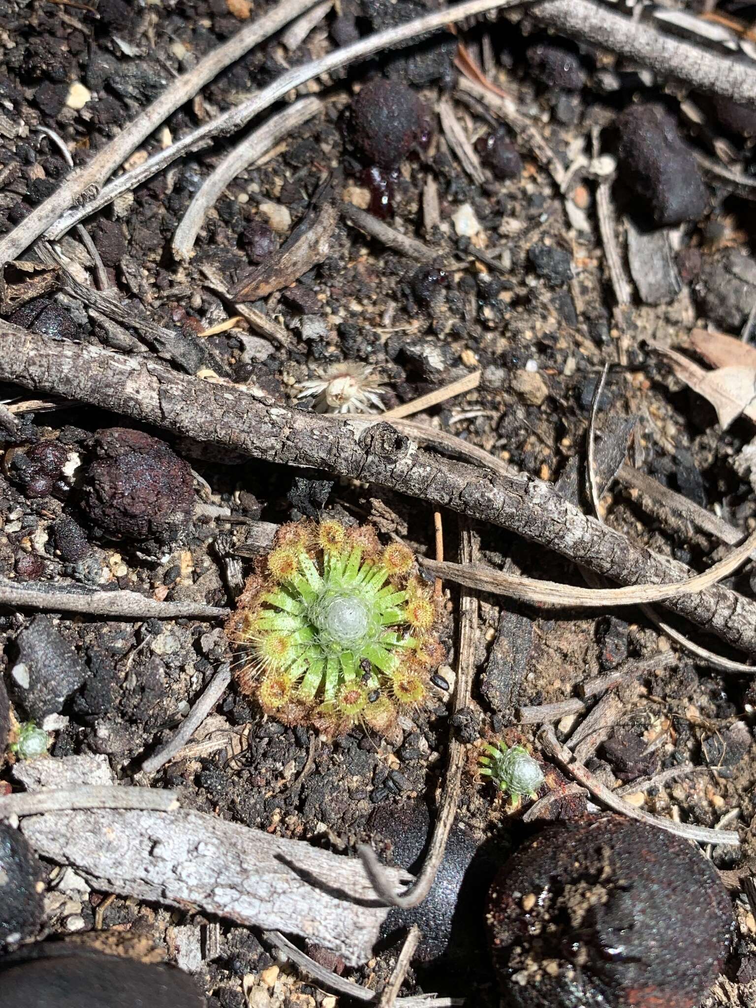 Image of Drosera mannii Cheek