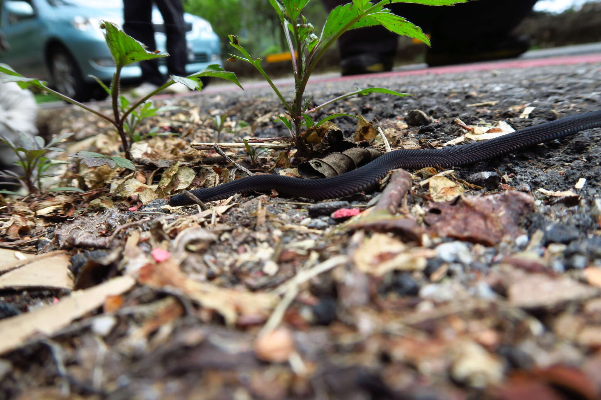 Image of Black Odd-scaled Snake