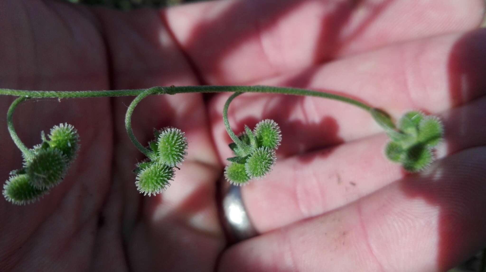 Image of Cynoglossum hispidum Thunb.