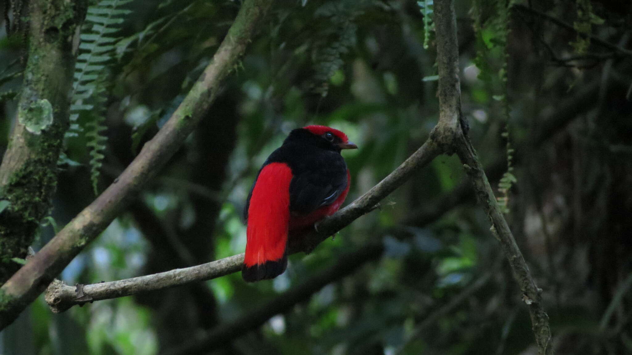 Image of Black-necked Red Cotinga