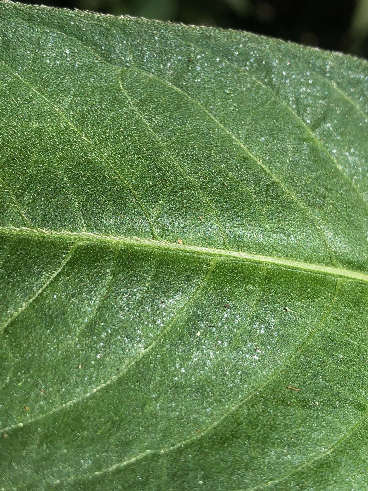 Image de Persicaria attenuata (R. Br.) Sojak