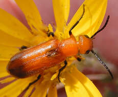 Image of Nemognatha (Pauronemognatha) nigripennis Le Conte 1853