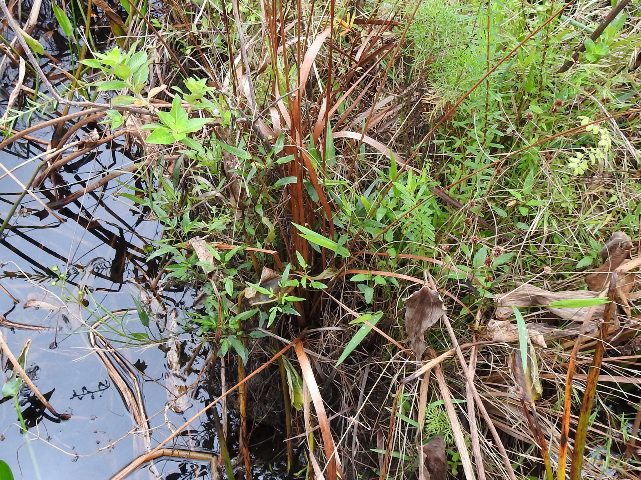 Image of fringed yelloweyed grass