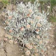 Image of fewflower buckwheat