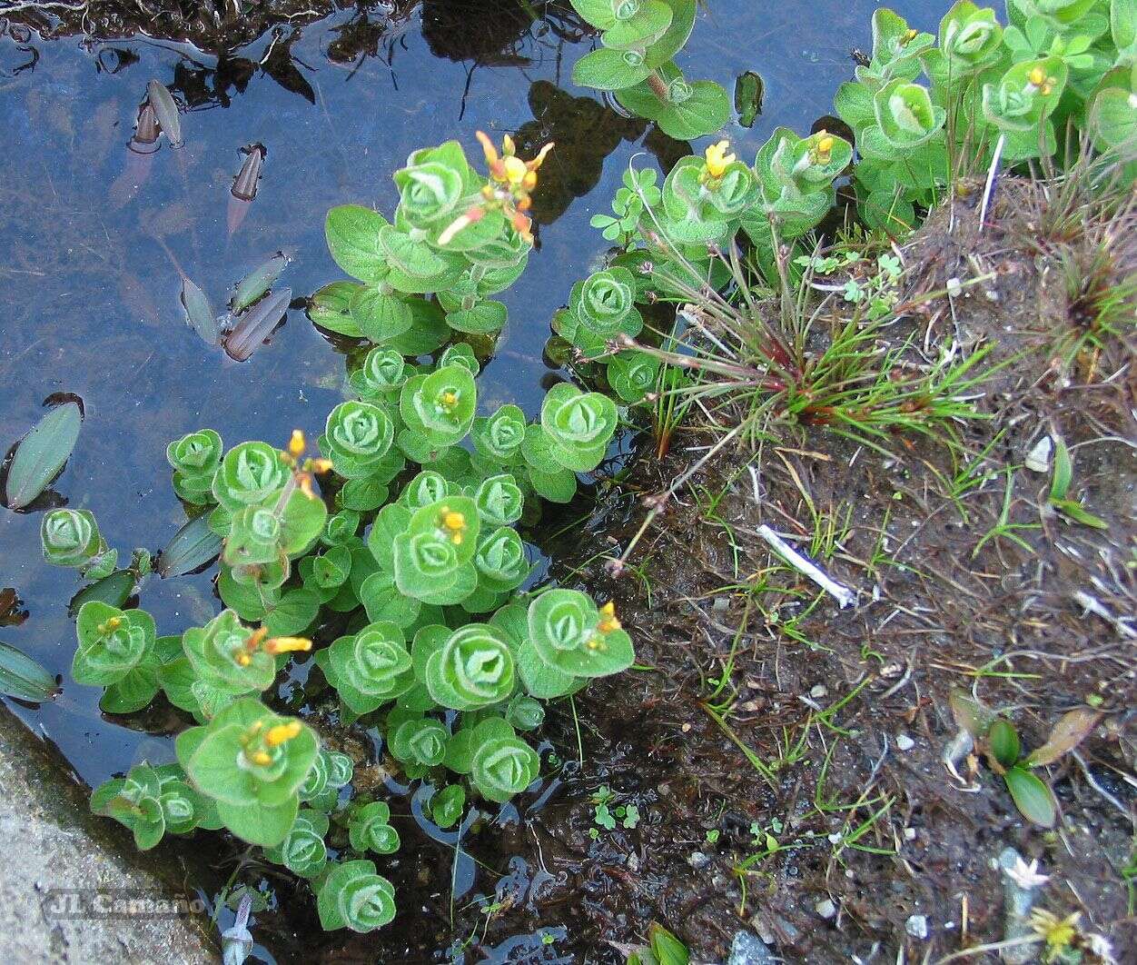 Plancia ëd Hypericum elodes L.