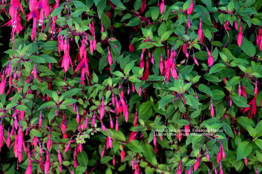 Image of hardy fuchsia