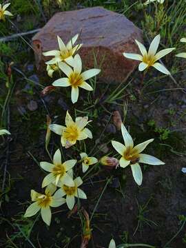 Image of Romulea discifera J. C. Manning & Goldblatt