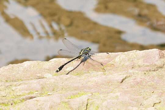 Imagem de Asiagomphus septimus (Needham 1930)