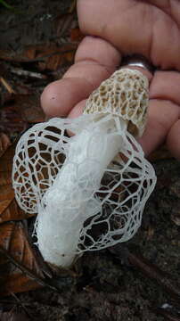 Image of Bridal veil stinkhorn