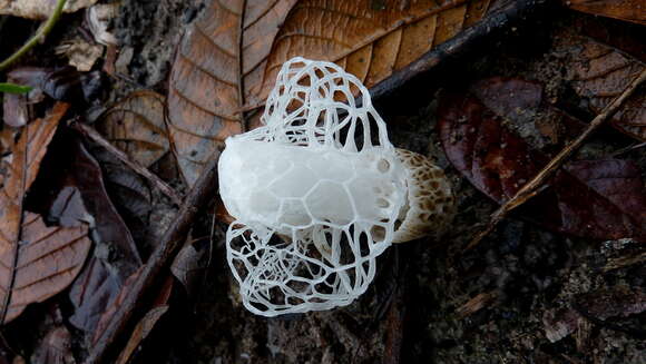 Image of Bridal veil stinkhorn