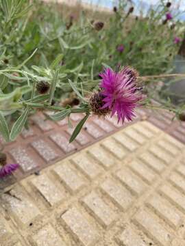 Image of Centaurea subdecurrens Pau