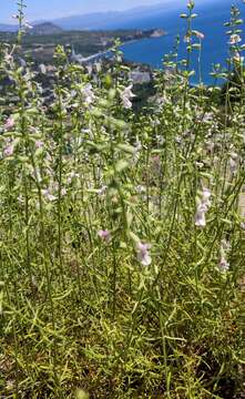 Слика од Stachys angustifolia M. Bieb.