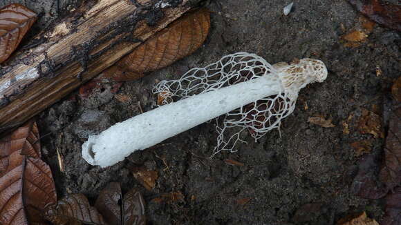 Image of Bridal veil stinkhorn