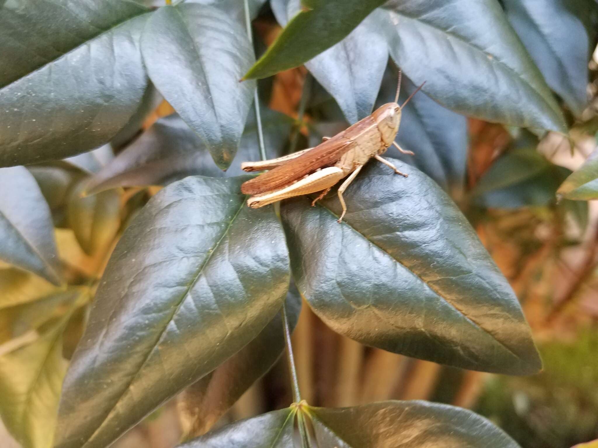 Image of Brown Winter Grasshopper